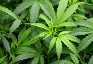 About Illinois Marijuana Decriminalization Possible in 2016