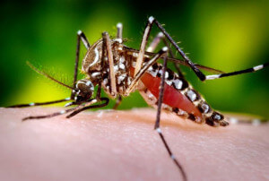 Chicago zika Virus