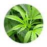 cannabis Icon